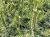 Juodosios pušys – ilgametis grožis 50–250 cm - nuotraukos Nr. 13