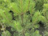 Juodosios pušys – ilgametis grožis 50–250 cm - nuotraukos Nr. 15