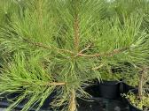 Juodosios pušys – ilgametis grožis 50–250 cm - nuotraukos Nr. 16