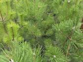 Juodosios pušys – ilgametis grožis 50–250 cm - nuotraukos Nr. 17