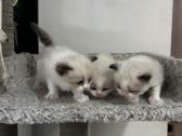 Ragdoll kaciukai - nuotraukos Nr. 4