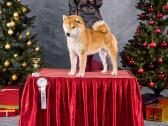 Shiba inu šuniukai “Imperatoriska svaja'' - nuotraukos Nr. 6