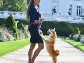 Shiba inu šuniukai “Imperatoriska svaja'' - nuotraukos Nr. 7