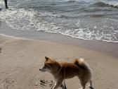 Shiba inu šuniukai “Imperatoriska svaja'' - nuotraukos Nr. 6