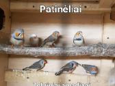 Zebriniai amadinai