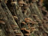 Shiitake rąsteliai, ąžuolo, beržo,skroblo medienos