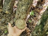 Shiitake rąsteliai, ąžuolo, beržo,skroblo medienos - nuotraukos Nr. 2