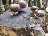 Shiitake rąsteliai, ąžuolo, beržo,skroblo medienos - nuotraukos Nr. 5