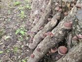 Shiitake rąsteliai, ąžuolo, beržo,skroblo medienos - nuotraukos Nr. 4