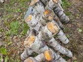 Shiitake rąsteliai, ąžuolo, beržo,skroblo medienos - nuotraukos Nr. 6