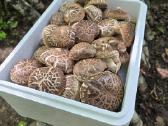 Shiitake rąsteliai beržo ir skroblo medienos - nuotraukos Nr. 9