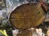 Shiitake rąsteliai beržo ir skroblo medienos - nuotraukos Nr. 10