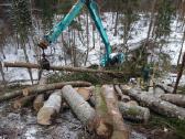Apleistų sklypų tvarkymas Sklypų Valymas Biokuras - nuotraukos Nr. 2