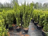 Tujos, Skroblai, Kadagiai, Pušys, Kukmedžiai,kiti - nuotraukos Nr. 20