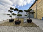 Tujos, Skroblai, Kadagiai, Pušys, Kukmedžiai,kiti - nuotraukos Nr. 32