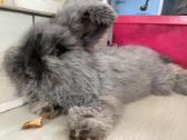Parduodu “Angora'' su dokumentais, skiepyta. - nuotraukos Nr. 5