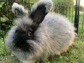 Parduodu “Angora'' su dokumentais, skiepyta. - nuotraukos Nr. 6
