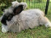 Parduodu “Angora'' su dokumentais, skiepyta. - nuotraukos Nr. 7