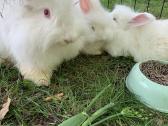 Parduodu “Angora'' su dokumentais, skiepyta. - nuotraukos Nr. 8