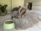 Parduodu “Angora'' su dokumentais, skiepyta. - nuotraukos Nr. 9