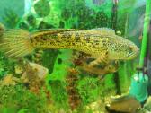 Parduodama žuvis Channa aurantimaculata - nuotraukos Nr. 3