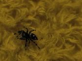 Parduodami Šokliukai voriukai Phidippus regus 30€ - nuotraukos Nr. 2