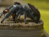 Parduodami Šokliukai voriukai Phidippus regus 30€