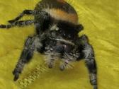 Parduodami Šokliukai voriukai Phidippus regus 30€ - nuotraukos Nr. 3