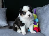 Mini Aussie /Miniatiūrinis amerikos avigan. /Mas - nuotraukos Nr. 14