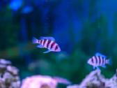Frontosa