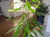 Klestinčios jukos - nuotraukos Nr. 10