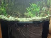 Akvariumas(lenktas,kampinis)+visa įranga ir žuvys - nuotraukos Nr. 2