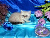 Katinas,kviecia Приглашает кошек Экзот и Перс - nuotraukos Nr. 7