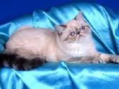 Katinas,kviecia Приглашает кошек Экзот и Перс - nuotraukos Nr. 11