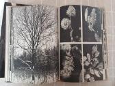 Knyga mokslinė apie Lietuvos medžius - nuotraukos Nr. 4