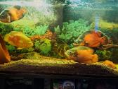 Parduodu didelį akvariumą su didelėm žuvytėm. - nuotraukos Nr. 6