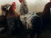 Parduodami paukščiai - nuotraukos Nr. 3