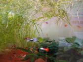 Parduodu 3 akvariumus - nuotraukos Nr. 4