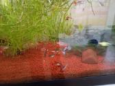 Parduodu 3 akvariumus - nuotraukos Nr. 5