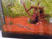 Parduodu 3 akvariumus - nuotraukos Nr. 6