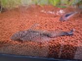 Parduodu 3 akvariumus - nuotraukos Nr. 7