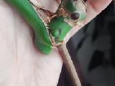 Burle marx monstera retas augalas - nuotraukos Nr. 2