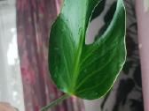 Burle marx monstera retas augalas - nuotraukos Nr. 4