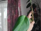 Burle marx monstera retas augalas - nuotraukos Nr. 5