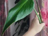 Burle marx monstera retas augalas - nuotraukos Nr. 6