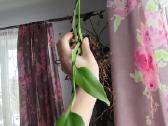 Burle marx monstera retas augalas - nuotraukos Nr. 5