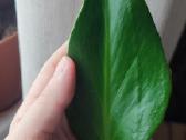 Burle marx monstera retas augalas - nuotraukos Nr. 2