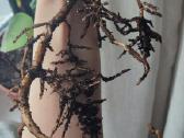 Burle marx monstera retas augalas - nuotraukos Nr. 4