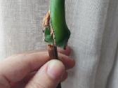 Burle marx monstera retas augalas - nuotraukos Nr. 5