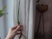 Burle marx monstera retas augalas - nuotraukos Nr. 6